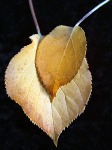 golden leaves